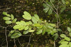 Dalbergia rubiginosa